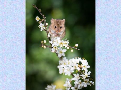 Divers - La souris des moissons