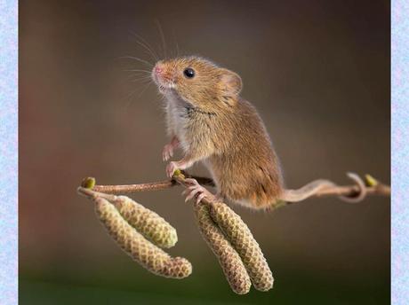 Divers - La souris des moissons