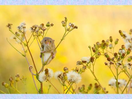 Divers - La souris des moissons