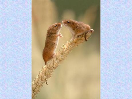 Divers - La souris des moissons