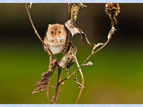 Divers - La souris des moissons