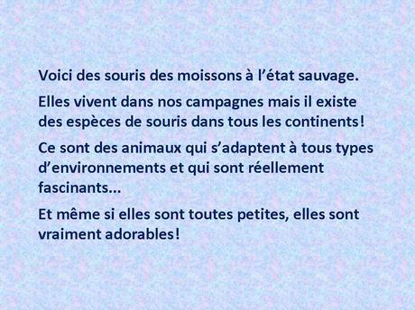 Divers - La souris des moissons