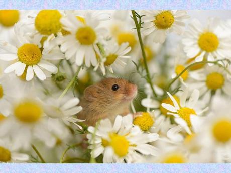 Divers - La souris des moissons