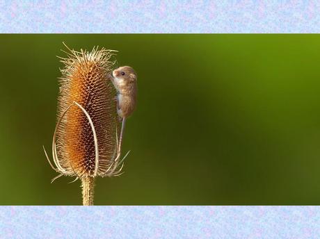 Divers - La souris des moissons