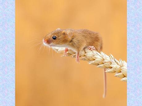 Divers - La souris des moissons
