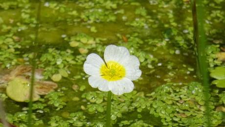 Le vieux lavoir, la grenouille et la grenouillette