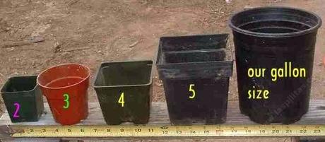5 gallon pot plant size and containers 5 gallon potable water jug