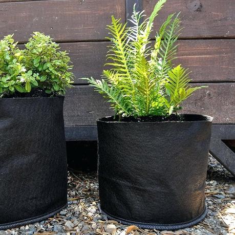 5 gallon pot fern in classic grassroots fabric pot 5 gallon smart pot size