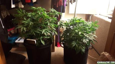 5 gallon pot and remember the smart pot is the littler one and the taller one is the regular pot 5 gallon container size
