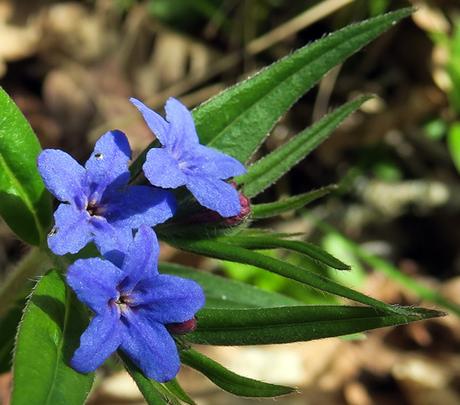 Grémil bleu-pourpre (Buglossoides purpurocaerulea)