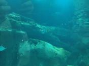 visite l'aquarium spectacle sirène