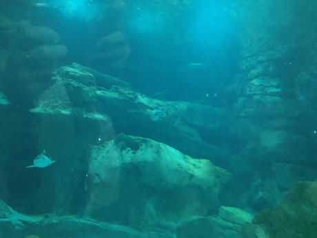 Une visite à l'aquarium et spectacle de sirène Une visite à l'aquarium et spectacle de sirène