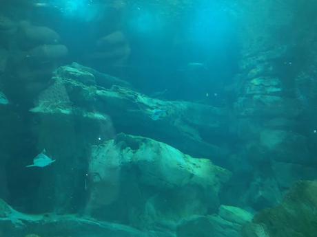 Une visite à l'aquarium et spectacle de sirène