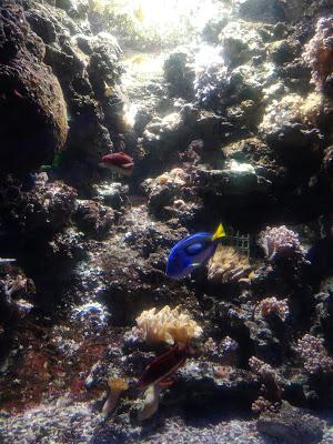 Une visite à l'aquarium et spectacle de sirène