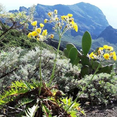 Tenerife – Variation de paysages – Partie 1 Tenerife – Variation de paysages – Partie 1