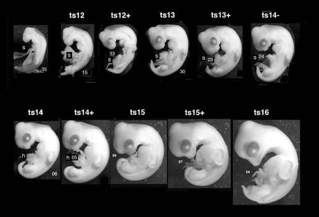 Embryogenèse de la Cistude