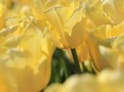 Tulipes jaunes...