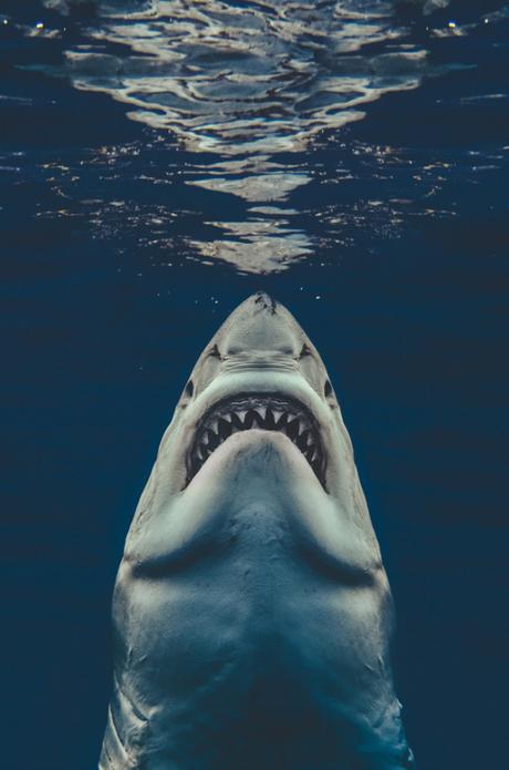 Sa photo d’un grand requin blanc ressemble à l’affiche des « Dents de la Mer » Sa photo d’un grand requin blanc ressemble à l’affiche des « Dents de la Mer »