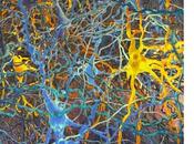 NEUROSCIENCE Première taxonomie toutes cellules cerveau
