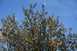 Jardins clos et charognes fleurs