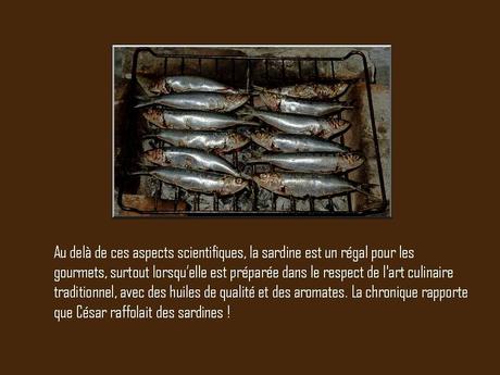 Divers - A la gloire de la Sardine