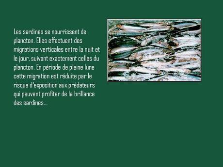 Divers - A la gloire de la Sardine