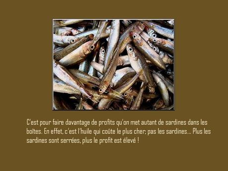 Divers - A la gloire de la Sardine