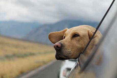 Comment installer une clôture électrique pour chien ?