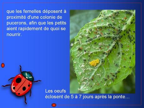 Divers - Adorables Coccinnelles