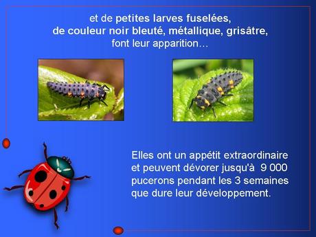 Divers - Adorables Coccinnelles