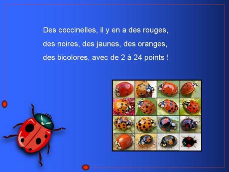 Divers - Adorables Coccinnelles