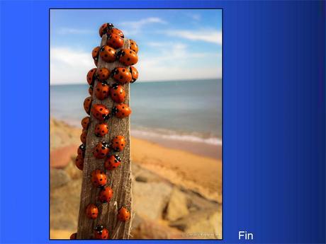 Divers - Adorables Coccinnelles