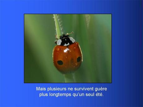 Divers - Adorables Coccinnelles