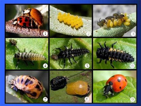 Divers - Adorables Coccinnelles