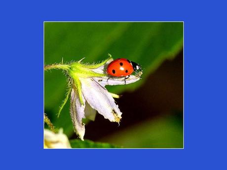 Divers - Adorables Coccinnelles