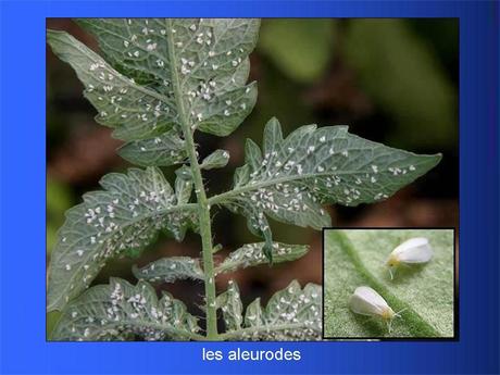 Divers - Adorables Coccinnelles
