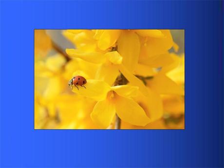 Divers - Adorables Coccinnelles