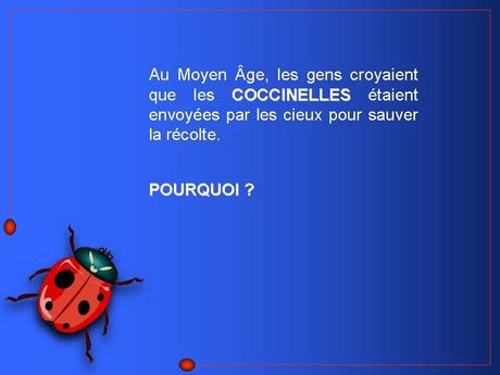 Divers - Adorables Coccinnelles
