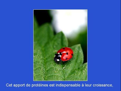 Divers - Adorables Coccinnelles