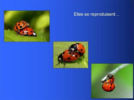 Divers - Adorables Coccinnelles