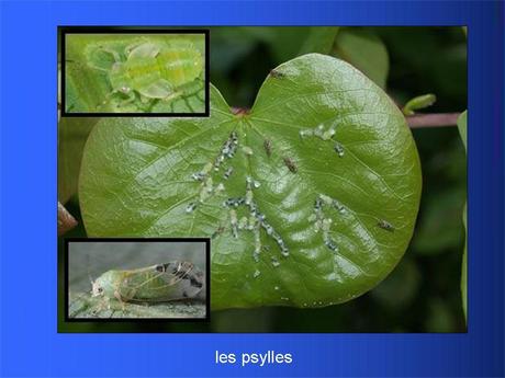 Divers - Adorables Coccinnelles