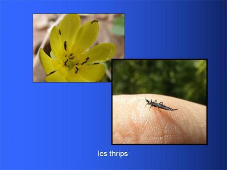 Divers - Adorables Coccinnelles