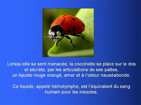 Divers - Adorables Coccinnelles