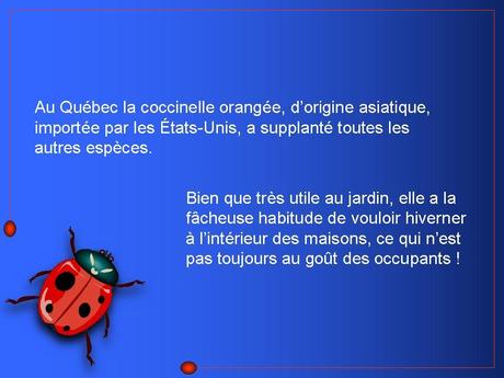 Divers - Adorables Coccinnelles