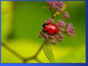 Divers Adorables Coccinnelles