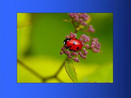 Divers - Adorables Coccinnelles