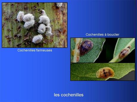 Divers - Adorables Coccinnelles