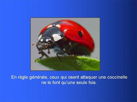 Divers - Adorables Coccinnelles