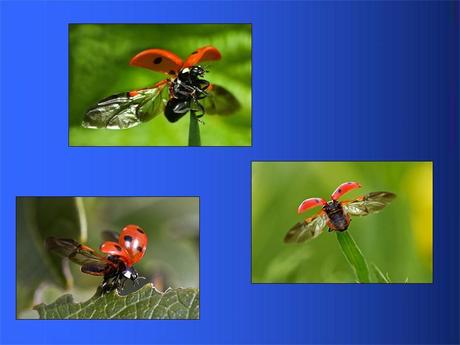 Divers - Adorables Coccinnelles