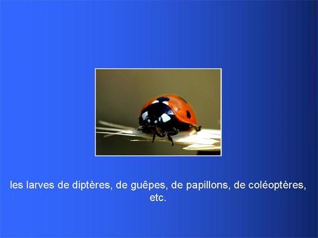 Divers - Adorables Coccinnelles